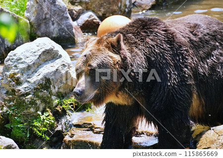 Sahoro Resort Bear Mountain's Ezo Brown Bear Sahoro Resort Bear Mountain's Ezo Brown Bear 115865669