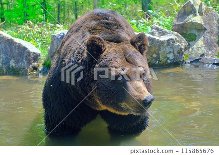A brown bear entering a pond 115865676