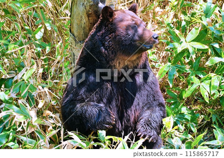 Brown bear in the forest Brown bear in the forest 115865717