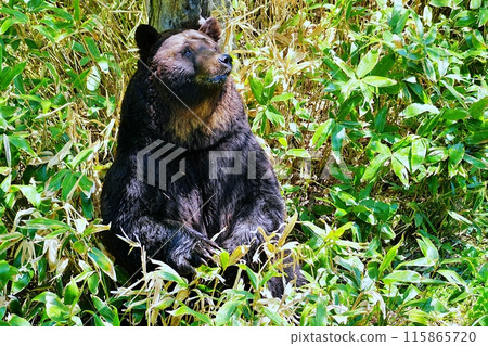 Brown bear in the forest Brown bear in the forest 115865720