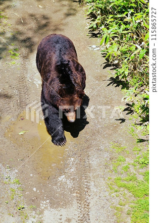 A brown bear on a mountain path A brown bear on a mountain path 115865727
