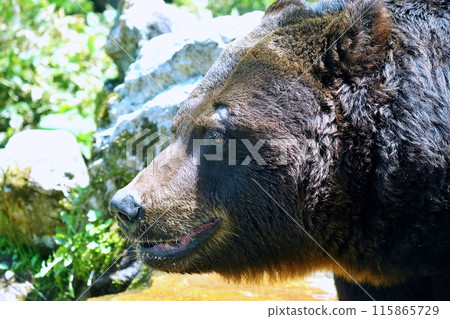 Close-up of a Ezo brown bear 115865729