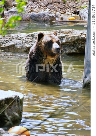 Sahoro Resort Bear Mountain's Ezo Brown Bear Sahoro Resort Bear Mountain's Ezo Brown Bear 115865734