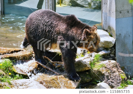 Sahoro Resort Bear Mountain's Ezo Brown Bear Sahoro Resort Bear Mountain's Ezo Brown Bear 115865735