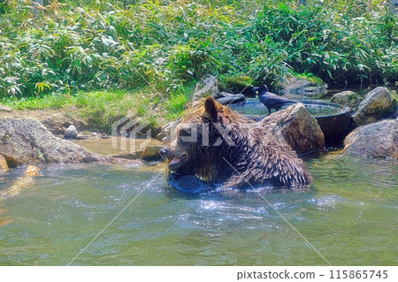 Sahoro Resort Bear Mountain's Ezo Brown Bear 115865745