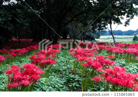 竹田市七森古墳群 115865863