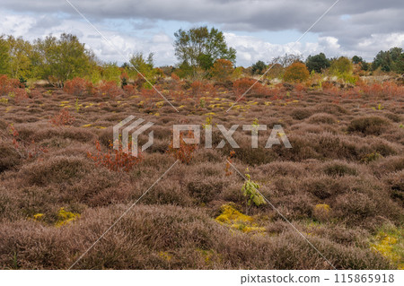 the dutch island of Ameland in the north sea 115865918