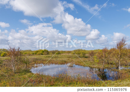 Ameland island in the netherlands 115865976