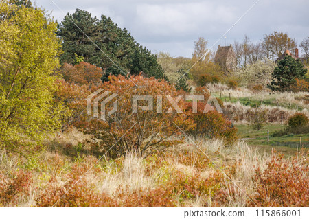 Ameland island in the netherlands Ameland island in the netherlands 115866001