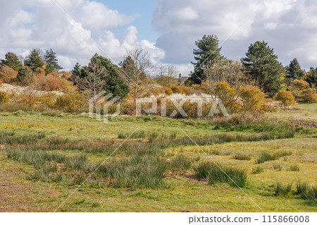 Ameland island in the netherlands 115866008