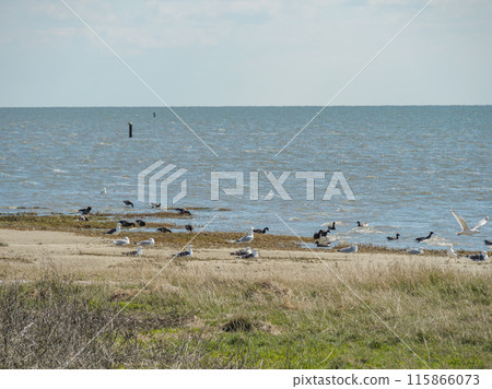 Ameland island in the netherlands 115866073
