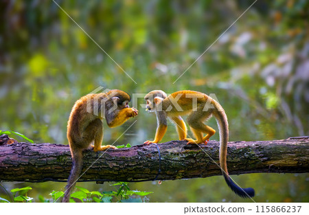 Common squirrel monkeys interact on a tree branch over food Common squirrel monkeys interact on a tree branch over food 115866237