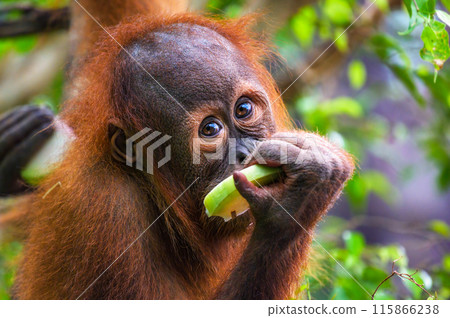 Young orangutan eating a slice of fruit in a lush green environment Young orangutan eating a slice of fruit in a lush green environment 115866238