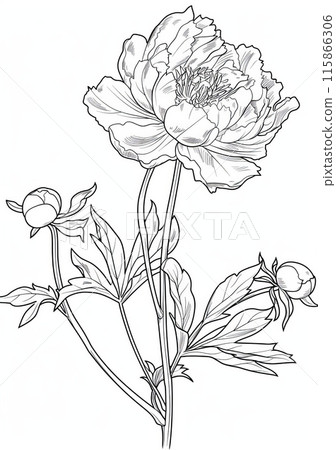 This black and white coloring page features a single, large peony flower with two smaller buds. 115866306