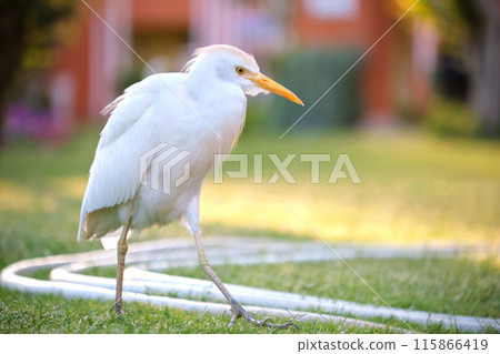 White cattle egret wild bird, also known as Bubulcus ibis walking on green lawn in summer White cattle egret wild bird, also known as Bubulcus ibis walking on green lawn in summer 115866419