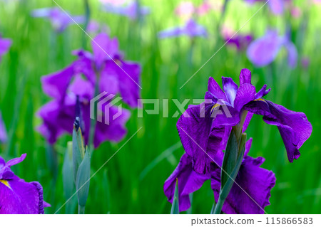 Irises blooming in the gardens of Umemiya Taisha Shrine Irises blooming in the gardens of Umemiya Taisha Shrine 115866583