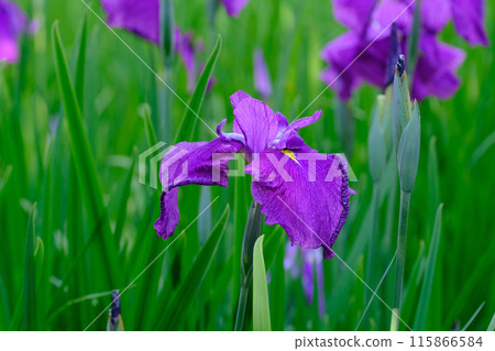 Irises blooming in the gardens of Umemiya Taisha Shrine Irises blooming in the gardens of Umemiya Taisha Shrine 115866584