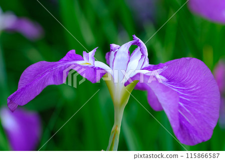 梅宮大社神社庭園裡盛開的鳶尾花 115866587