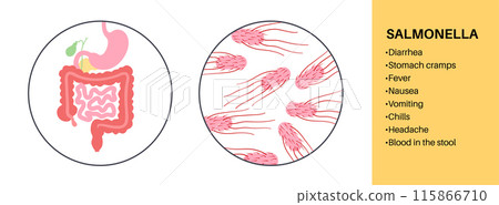 .Salmonella Typhimurium Cells 115866710