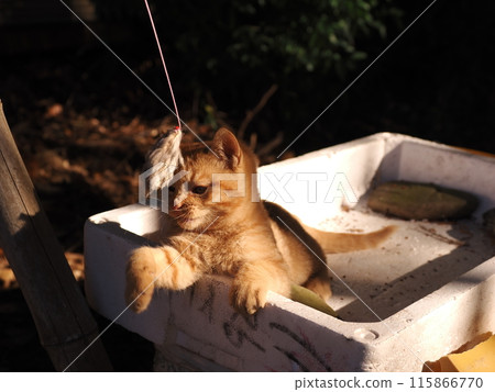 Cute kitten playing with a cat toy Cute kitten playing with a cat toy 115866770