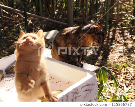 Cute kitten playing with a cat toy Cute kitten playing with a cat toy 115866787
