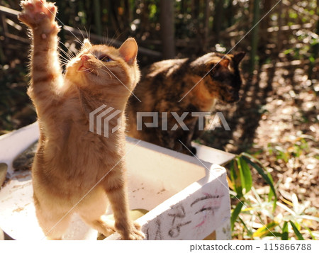 Cute kitten playing with a cat toy 115866788