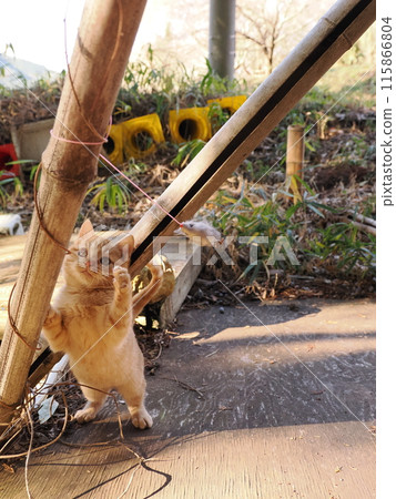 Cute kitten playing with a cat toy 115866804