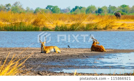 Two lechwe antelopes lounging on the muddy banks of a water body, with the golden grasses of Moremi Game Reserve in the background. Okavango Delta, Botswana 115866921