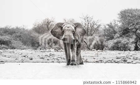 An African elephant stands in a waterhole in Etosha National Park, flaring its ears, surrounded by a serene bush landscape, conveying the wild beauty of Namibia. Black and white photography. An African elephant stands in a waterhole in Etosha National Park, flaring its ears, surrounded by a serene bush landscape, conveying the wild beauty of Namibia. Black and white photography. 115866942