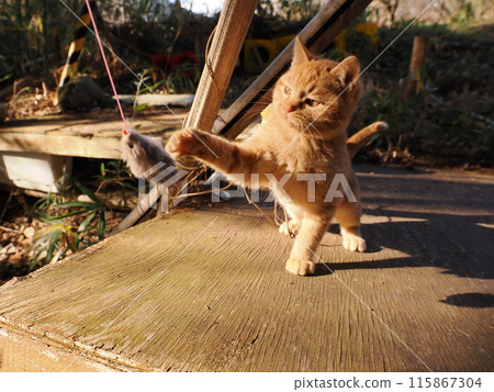 Cute kitten playing innocently Cute kitten playing innocently 115867304