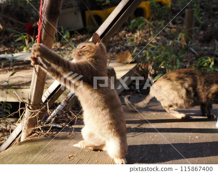 Cute kitten playing innocently Cute kitten playing innocently 115867400