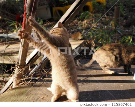 可愛小貓天真玩耍的表情 115867401