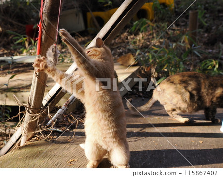 Cute kitten playing innocently 115867402