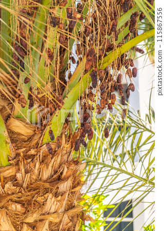 Closeup of colourful dates clusters 115867556