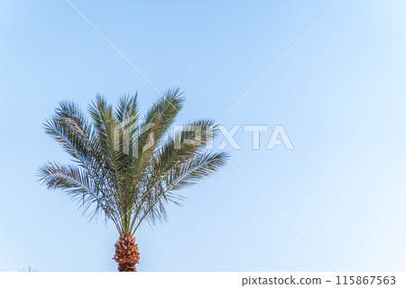 Palm tree with green leaves on blue background 115867563