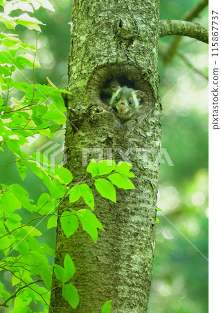 A baby flying squirrel, a very cute forest creature with big round eyes A baby flying squirrel, a very cute forest creature with big round eyes 115867737