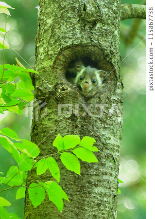 A baby flying squirrel, a very cute forest creature with big round eyes 115867738