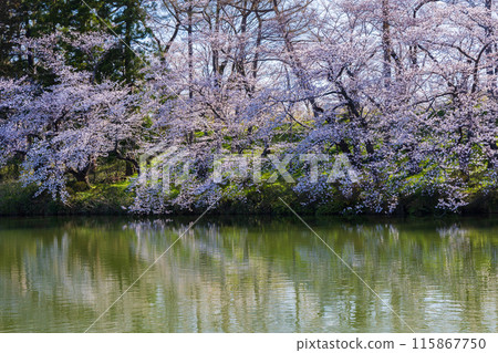 Top 100 Cherry Blossom Spots in Japan: Takada Castle Park, Niigata 115867750