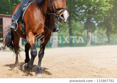 Horse riding school. Little children girls at group training equestrian lessons at outdoors ranch horse riding yard. Cute little beginner kid, closeup feet leg chestnut brown horse 115867782