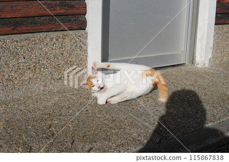 一隻玩累了有時會休息一下的貓 115867838