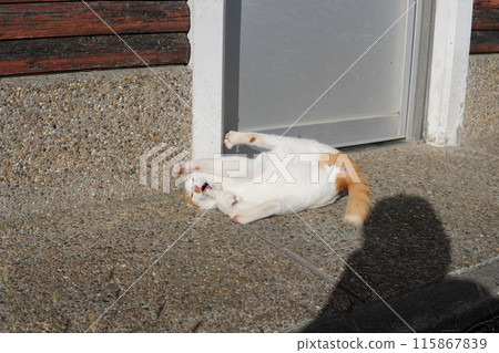 一隻玩累了有時會休息一下的貓 一隻玩累了有時會休息一下的貓 115867839