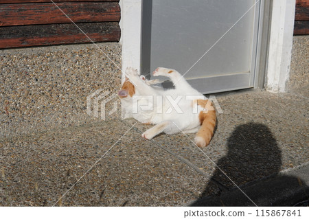 A cat takes a break from playing 115867841