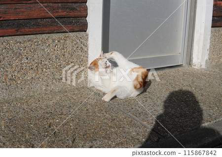 A cat takes a break from playing 115867842