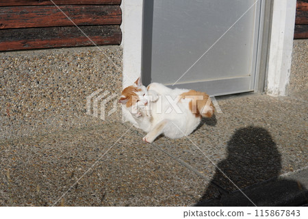 A cat takes a break from playing 115867843