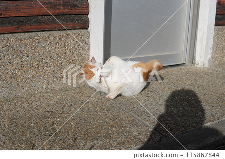 A cat takes a break from playing 115867844