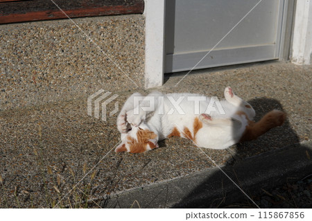 A cat takes a break from playing 115867856