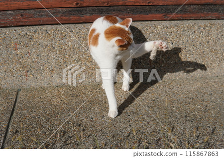 A cat takes a break from playing 115867863