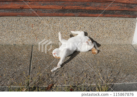 A cat takes a break from playing A cat takes a break from playing 115867876
