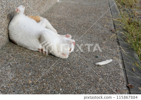 一隻玩累了有時會休息一下的貓 115867884