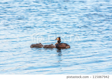 The waterfowl bird, great crested grebe with chick, swimming in the lake. 115867942